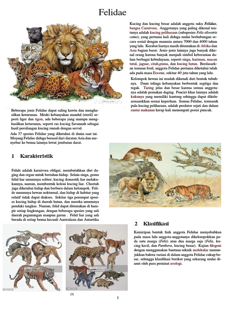 Felidae PDF | PDF