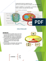 Ciclo Celular