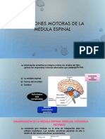 Funcion Motora Medular