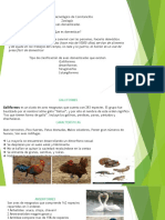 Aves domesticadas: Galliformes, Anseriformes, Strugimorfes y Columbiformes