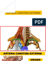 Arteria Carotida Externa