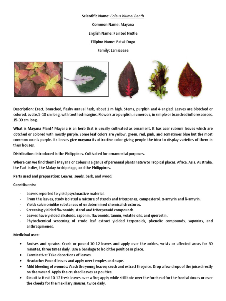 Mayana Plant: Uses and Benefits | PDF | Inflammation | Asthma