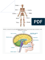 partes del cuerpo anatomia.docx