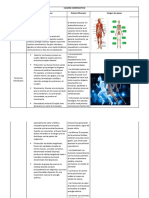 Cuadro Comparativo Sistema Muscular y Sistema Oseo