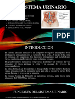 Sistema urinario: funciones, componentes y patologías