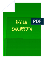 4 Zygomycetes PDF