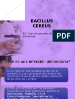 Bacillus Cereus PDF