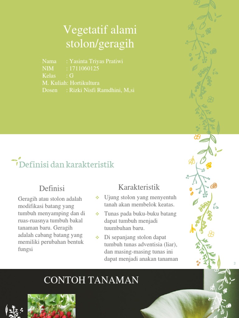 Pengertian dan Contoh Stolon pada Tanaman | PDF