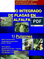 Mip Alfalfa PDF