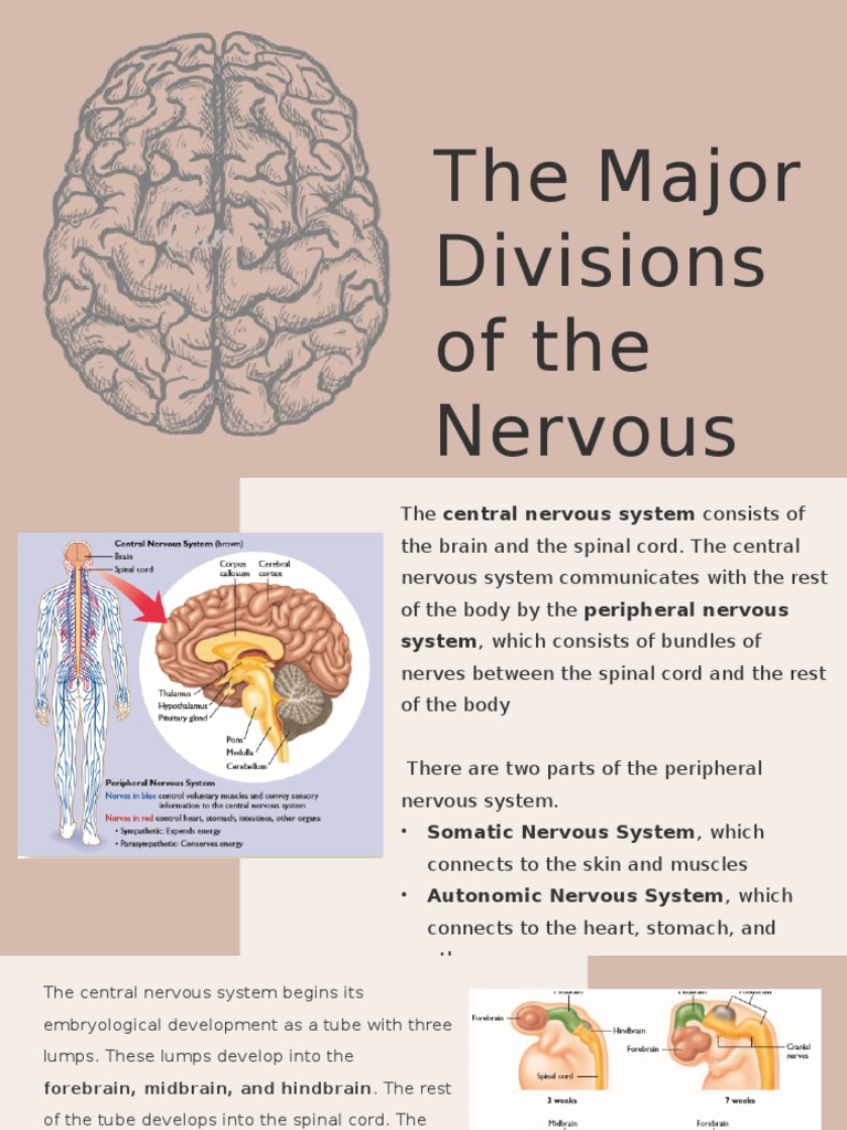 The Major Divisions of The Nervous System | PDF | Cerebral Cortex ...