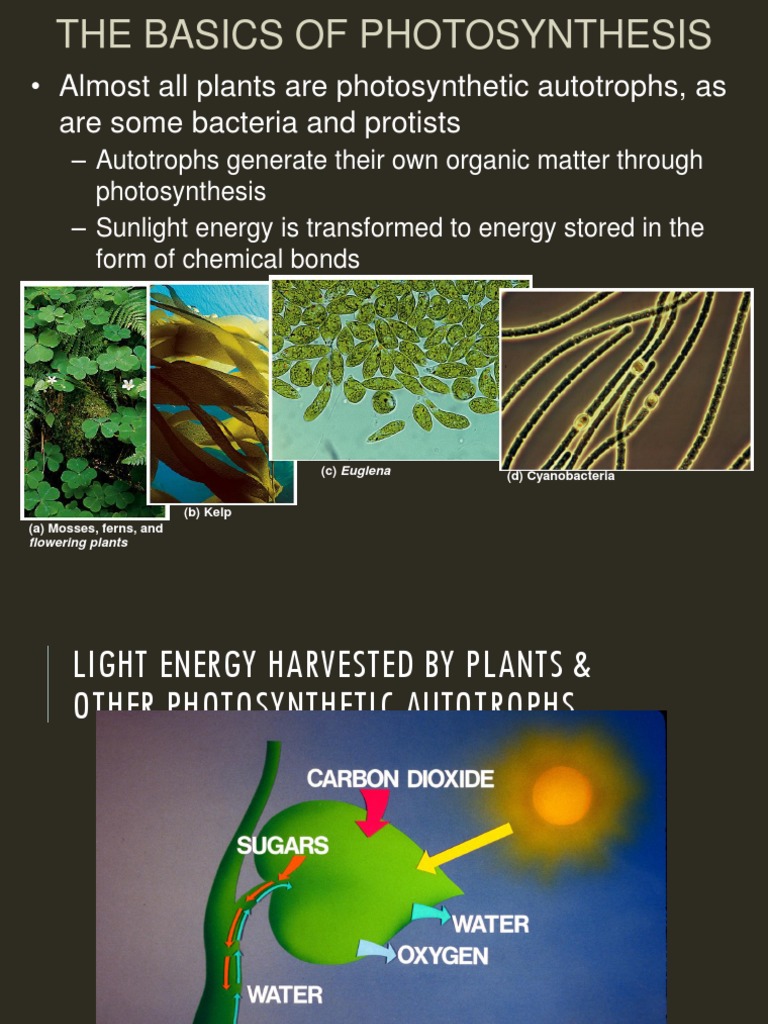 Photosynthesis A PDF Photosynthesis Chloroplast