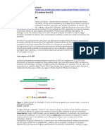 Biología - Transcripción y Traducción