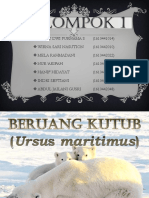 Beruang Kutub