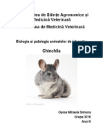 Chinchila