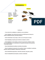 Coleópteros: taxonomía y subórdenes en
