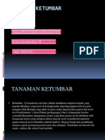 Tanaman Ketumbar