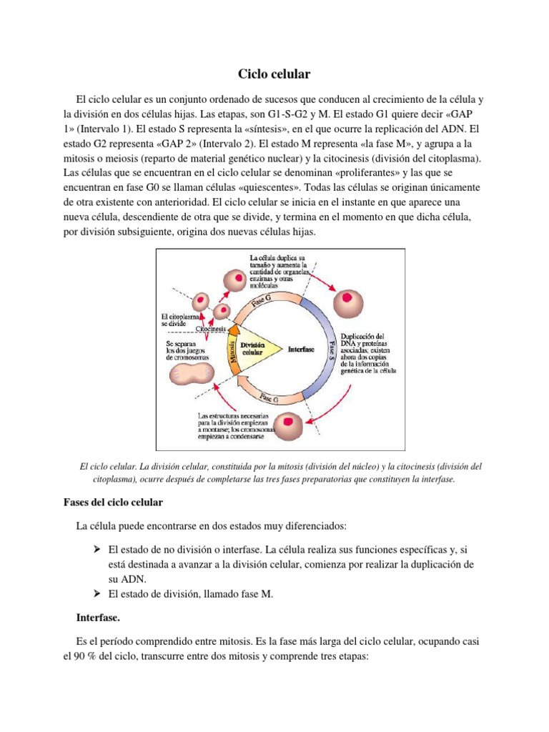 Fases y Regulación del Ciclo Celular | PDF | Mitosis | Mitosis
