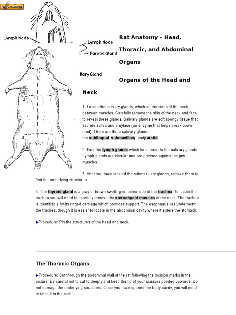 Frozen Thawed Rat Anatomy Education Chart Nutrition preview