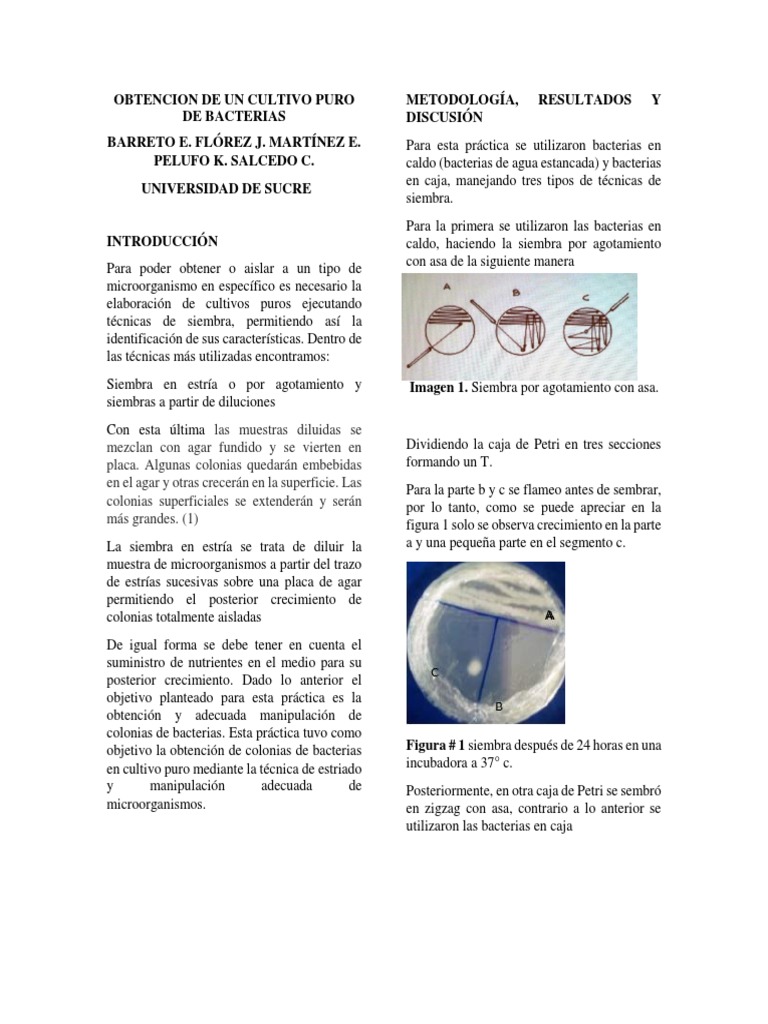 Obtención de Un Cultivo Puro de Bacteria 4 (2329) PDF Las bacterias