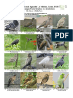 1100 Peru Birds of Campus de La Universidad Agraria La Molina 0