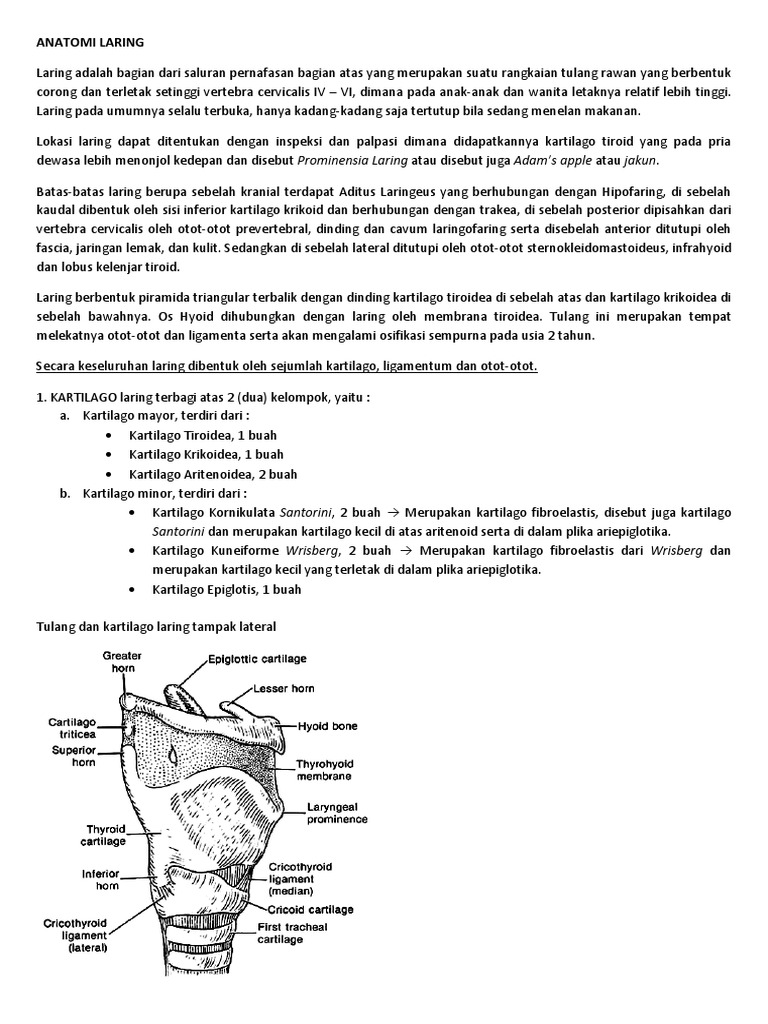 Struktur dan Fungsi Laring Manusia | PDF