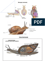 Biologie(moluste).docx