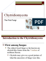 Chytridiomycota-The First Fungi