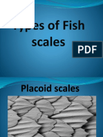 Placoid Scales Structure and Types in Sharks and Rays