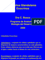 Glándulas Exocrinas: Adenómeros, Excretómeros y Clasificación