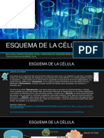 Esquema de La Célula PDF