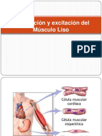 Contraccinyexcitacindelmsculoliso PDF