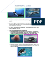 Descripcion de La Ballena