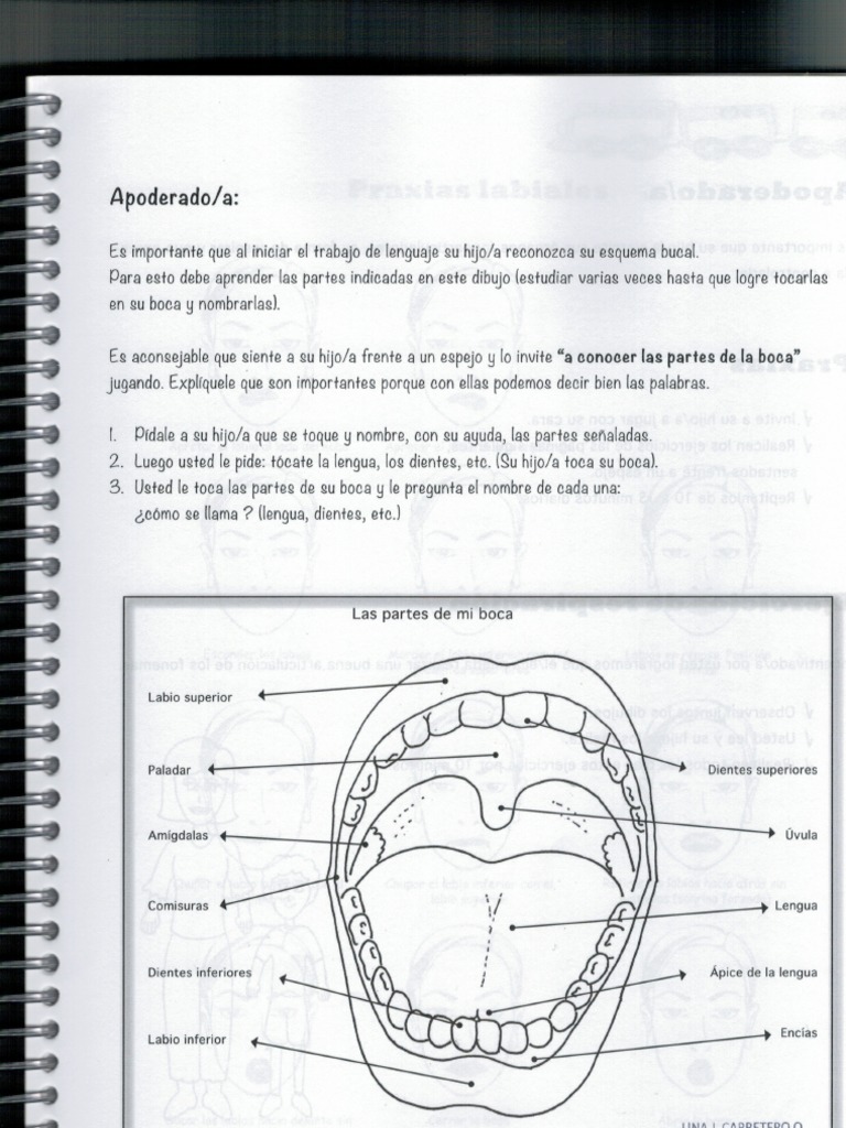 Esquema Bucal Pdf Pdf