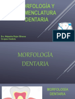 Morfología y nomenclatura dentaria