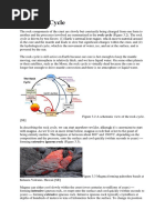 Fundamentals of Plate Tectonics