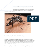 Nhận Biết Và Phòng Chống Muỗi Vằn Aedes Truyền Bệnh Sốt Xuất Huyết