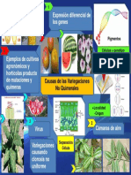 Variaciones No Quimeral PDF