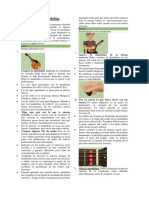 Cómo Tocar La Mandolina