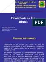 01 Fotosíntesis de árboles.pptx