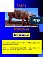 Razas Porcinas