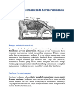 Alat Alat Pencernaan Pada Hewan Ruminansia Fiks
