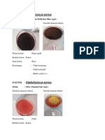 Streptococcus Aureus 