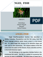 Angel Fish