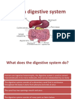 Human Digestive System