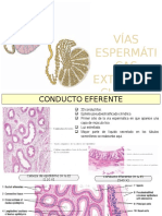 Vias Extratesticulares