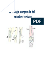 Modulo2 - Artrología comparada del miembro torácico.pdf