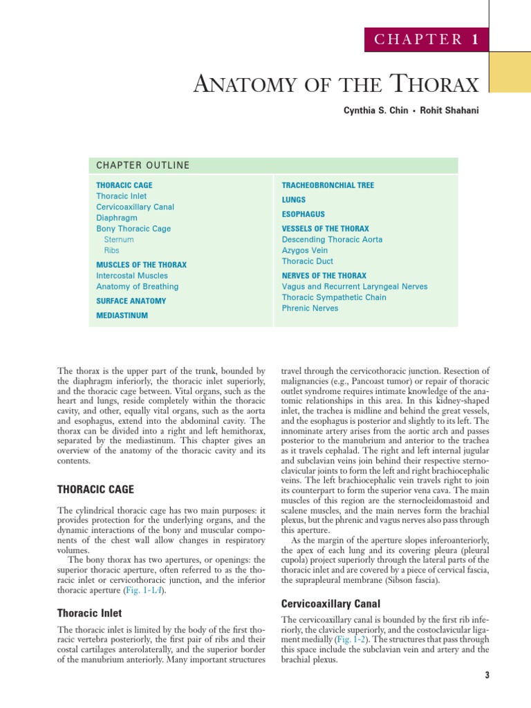 Anatomy of the Thorax Overview | PDF | Thorax | Vertebra