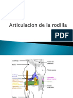 Anatomía - Articulación de La Rodilla