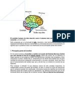 cerebro.docx