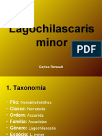 Lagochilascaris_e_Toxocara